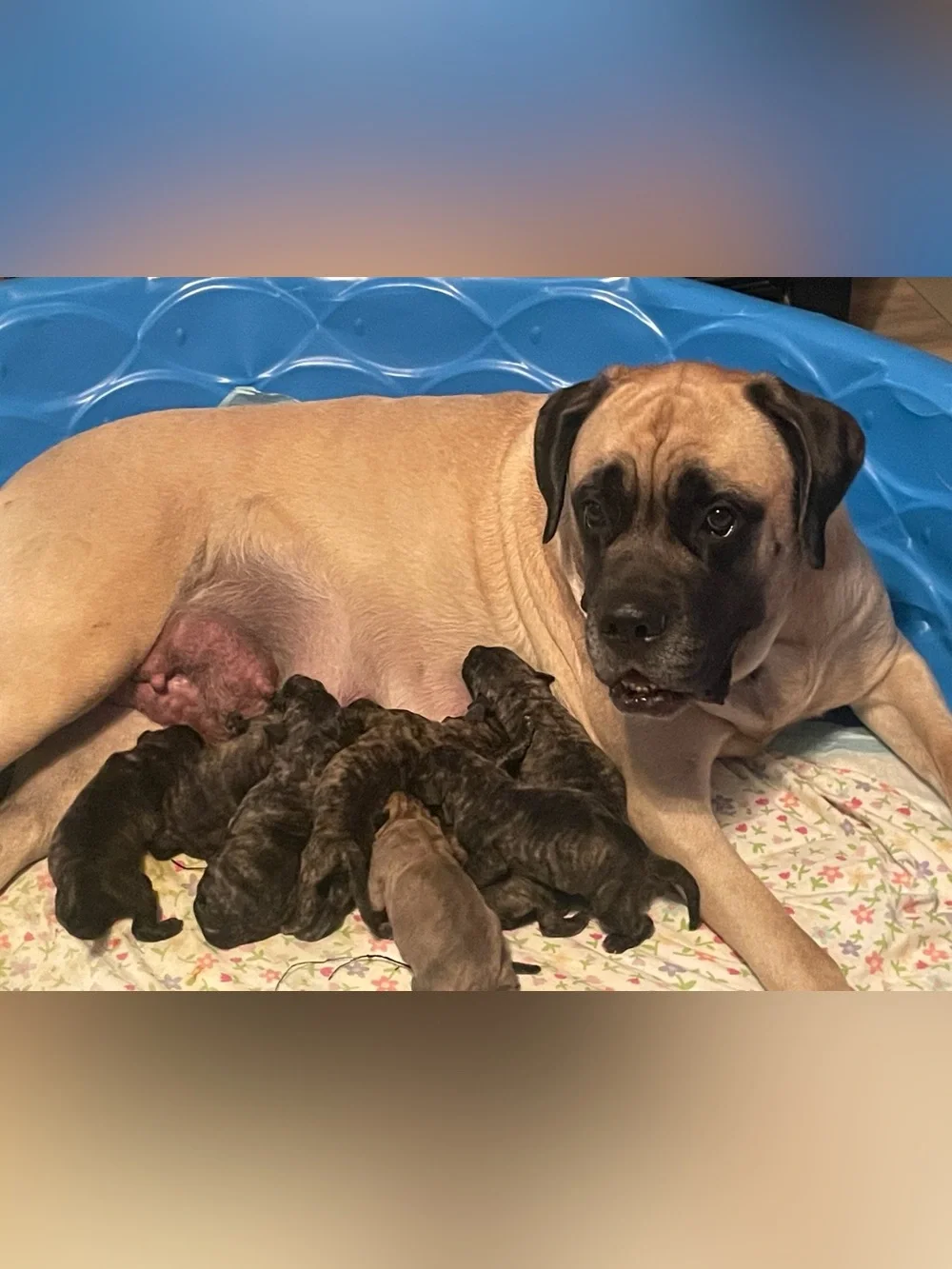 9 Sweet Mastiff Puppies Have Arrived!